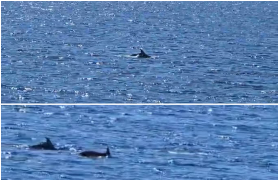 Predivan prizor u akvatoriju Lokruma: Dupini uživaju u mirnijem moru (VIDEO)