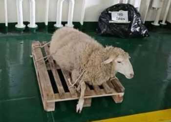 Slučaj ovce na Jadrolinijinu trajektu završio na Državnom inspektoratu!