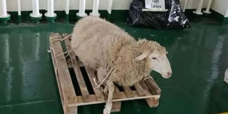 Slučaj ovce na Jadrolinijinu trajektu završio na Državnom inspektoratu!