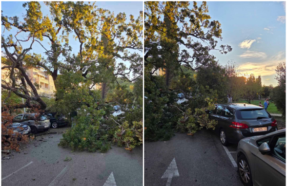 Stablo palo na automobile na parkingu u Uvali: Tko brine o prostoru koji je godinama u pravnom limbu?