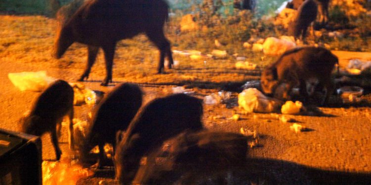 U Zagrebu snimili čak 70 divljih svinja: Stručnjaci upozoravaju na opasnost
