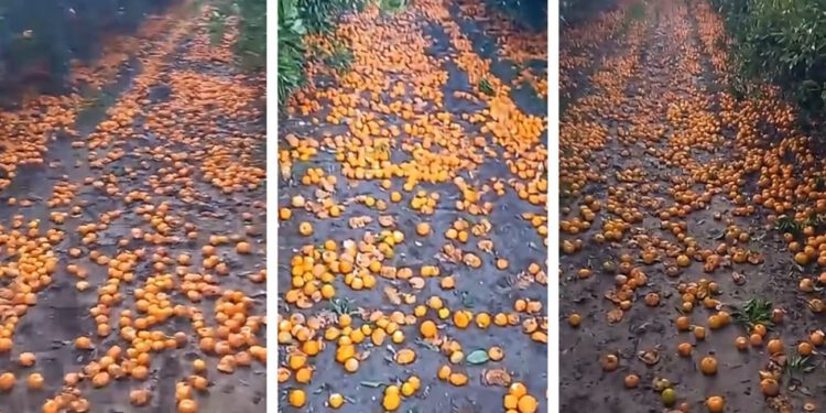 VIDEO Dramatični prizori iz doline Neretve! Tisuće mandarina na zemlji, a otkupna cijena sve niža: Što se događa?